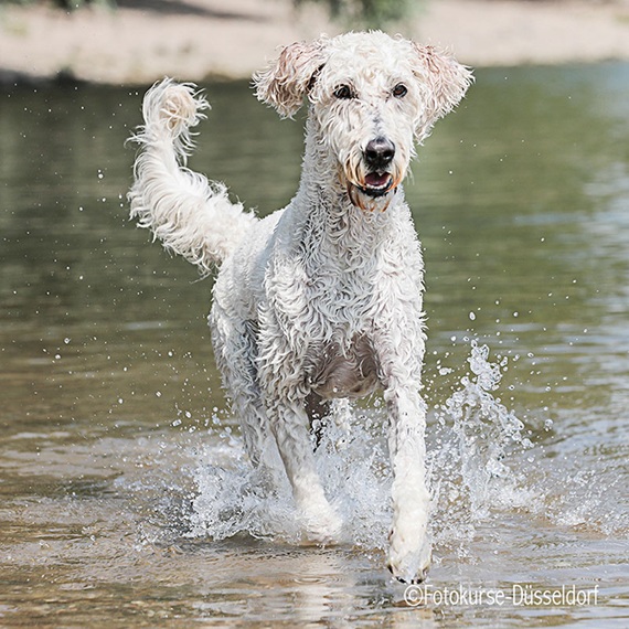 Fotokurse Düsseldorf - Hundefotokurs- Hunde im Wasser