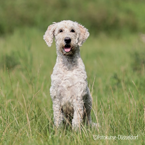 Fotokurse Düsseldorf - Fotokurs Hundfotos - Ihr Hund als Portraitfoto