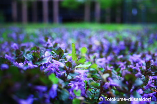 Fotokurse Düsseldorf kreative Natur Fotografie