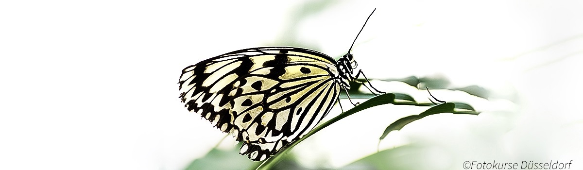 Naturfotografie- Schmetterlinge fotografieren