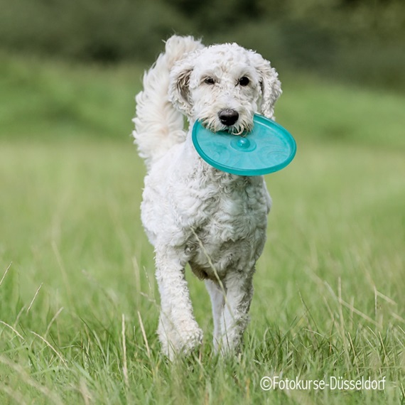 Fotokurse Düsseldorf - Hunde beim spielen fotografieren lernen