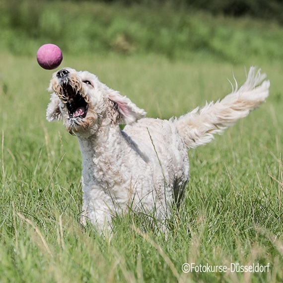 Fotokurse Düsseldorf - Hunde fotografieren beim spielen