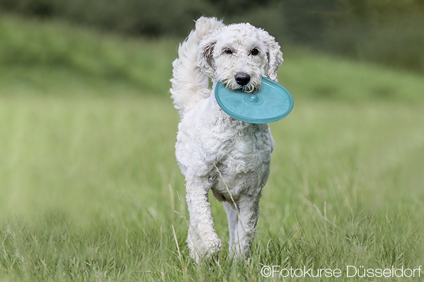 Fotokurs Hundefotografie - Ihr Hund fotografieren lernen