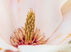 Fototagebuch - Detailfotografie
