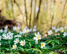 Fototagebuch - Waldspaziergang mit Hund