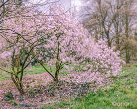 Fototagebuch - Magnolienbaum im Wind