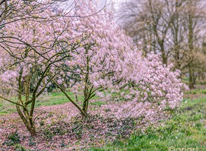 Fototagebuch - Magnolienbaum im Wind
