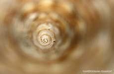 Makrofotografie - schärfe und unschärfe im Griff - Fotokurse Düsseldorf
