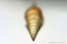 Makrofotografie - Details -Fotokurse Düsseldorf